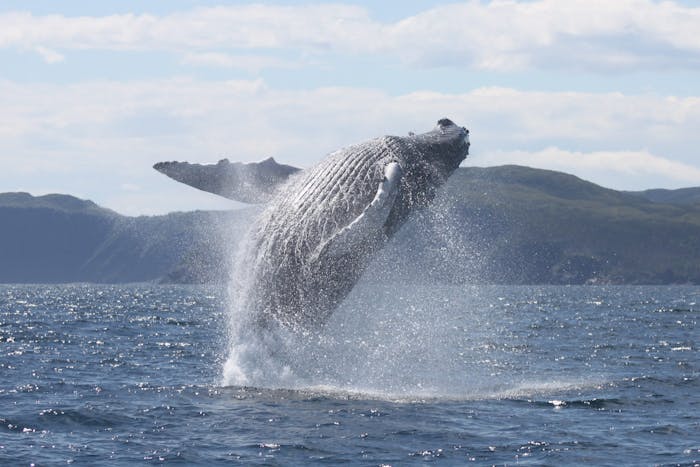 Discovery Sea Adventure Tours | Newfoundland Whale Watching - Bonavista