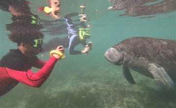 My Guide to Booking the Best Manatee Tours in Crystal River, Florida