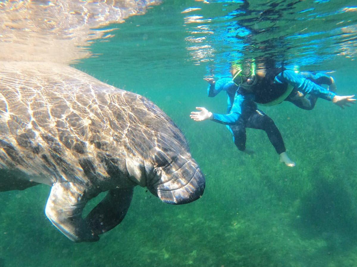 Swim with manatees in Crystal River, Florida