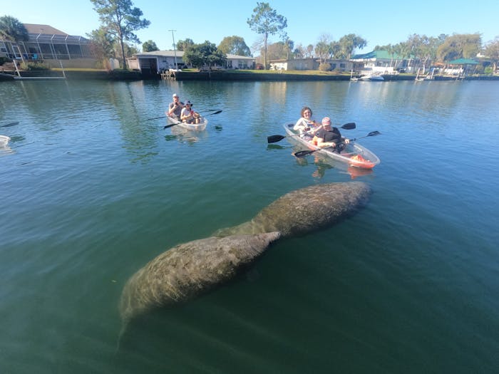 All Clear Kayak Springs & Manatees Tour Of Crystal River