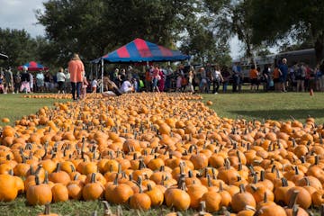 pumpkins at the patch