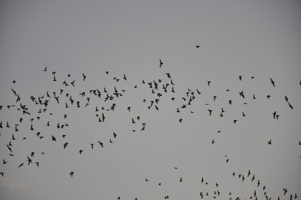 a flock of birds flying in the air