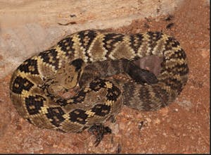 Western Blacktail Rattlesnakes are one of 14 varieties of Rattlesnakes in Arizona