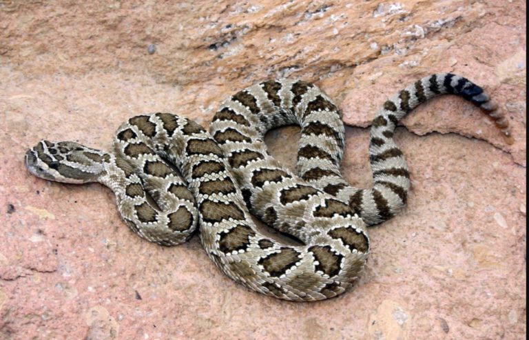 Meet the 8 Rattlesnakes of Laughlin, Nevada | Desert Wonder Tours