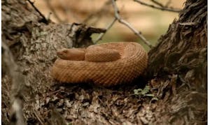 a close up of a snake