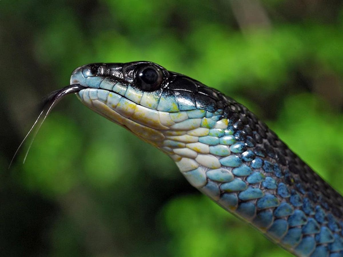 a close up of a reptile