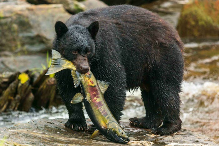 Alaskan Bear Encounter by Land & Sea | Adventure Ketchikan Tours