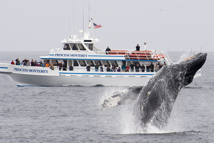 whale watching monterey