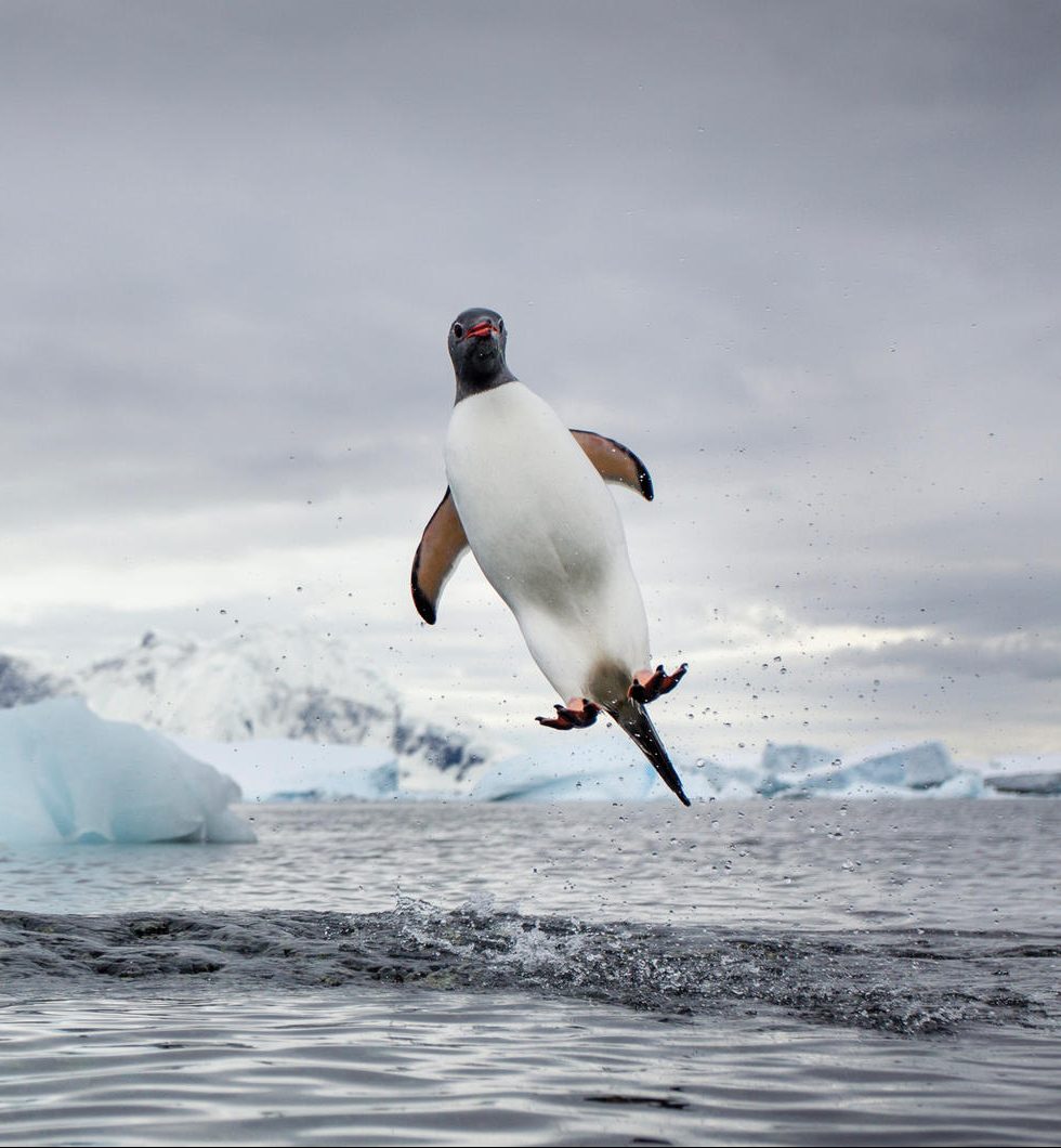 Depth Charge: How Penguins ‘fly’ | International Antarctic Centre