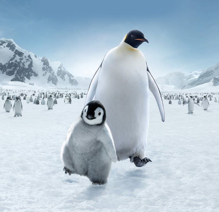 Film Flippers: Our 5 Favourite Penguin Movies | International Antarctic  Centre