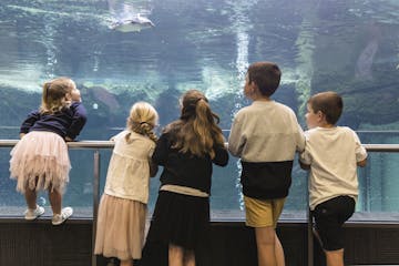 a group of kids watching penguins