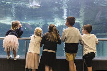 a group of kids watching penguins