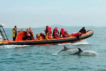 speed boat with dolphins