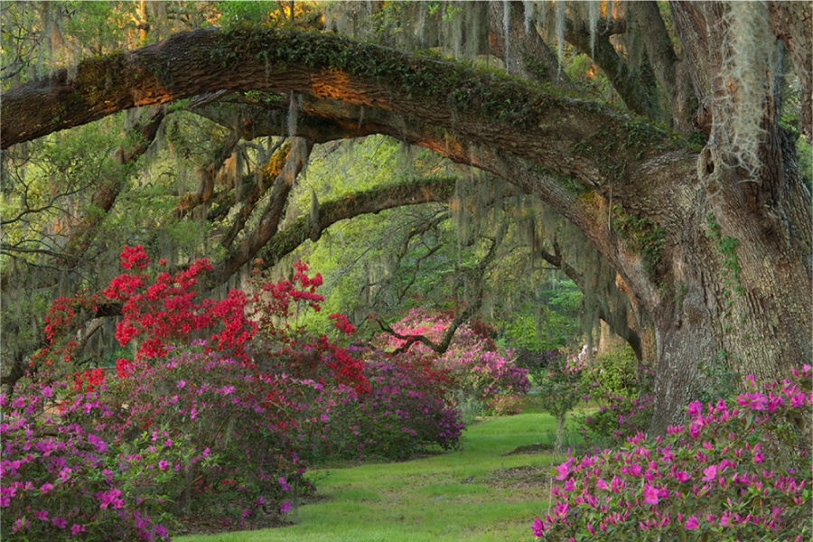 Magnolia Plantation Tour | Adventure Sightseeing