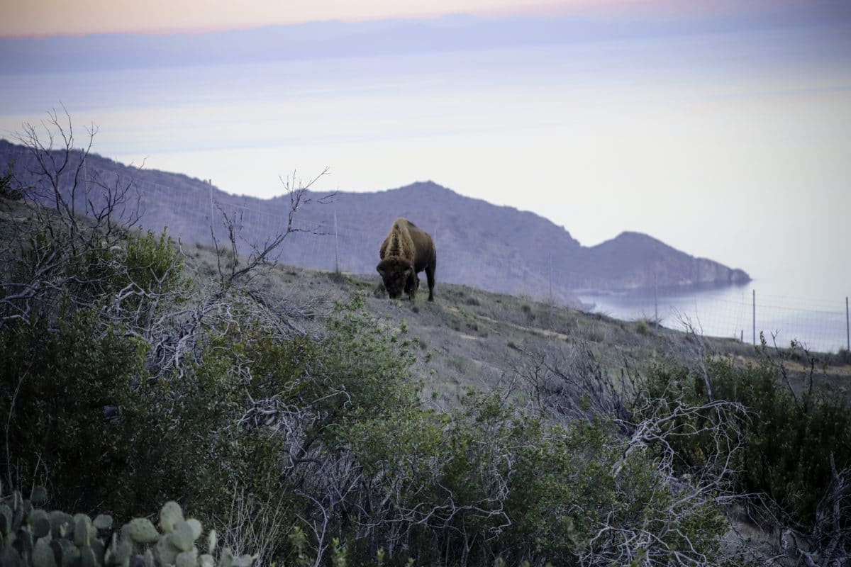 what-to-see-on-catalina-island