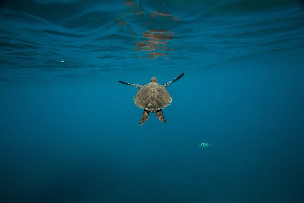 Hawaii sea turtle tour