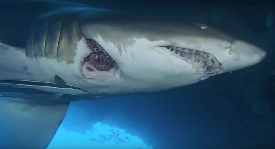 Animal Feature – Grey Nurse Sharks At Shark Cave | Bucket List Diver