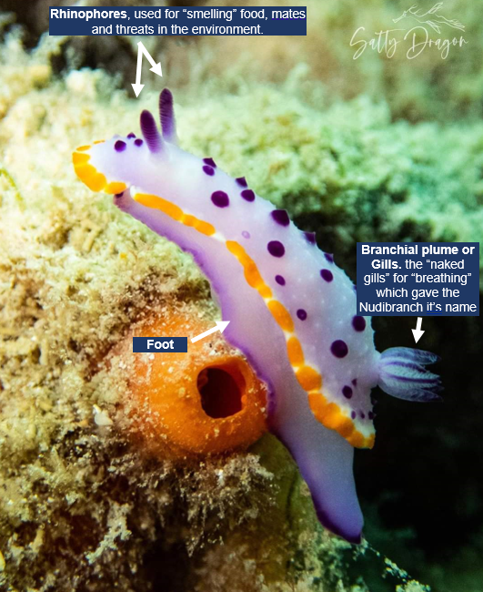 Animal Feature – The Fabulous Nudibranch, Sea Slug Survey Coming To ...