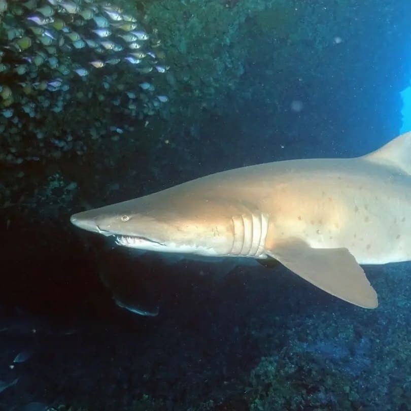 Best Time Of The Year For Scuba Diving Perth And Rottnest Island ...