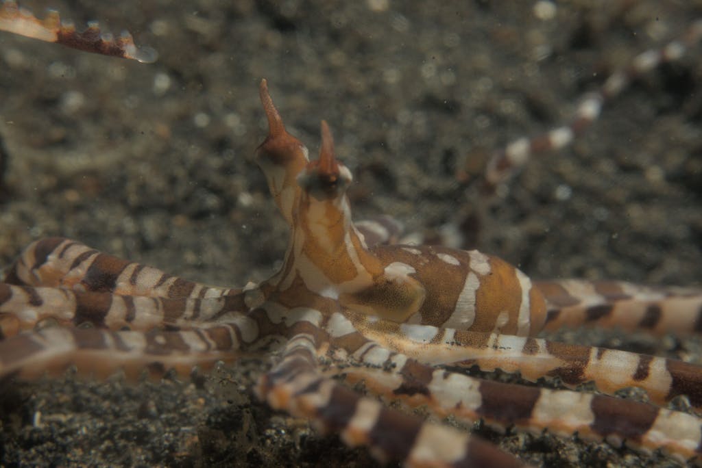 a close up of a mimic octopus