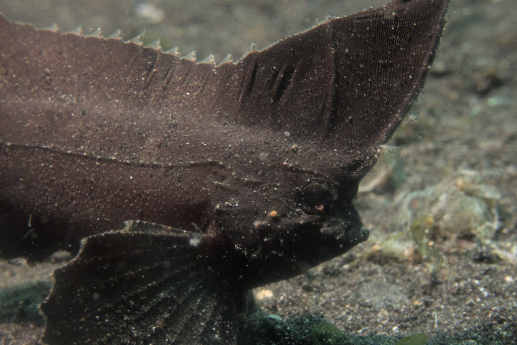 a close up of a scorpion leaf fish
