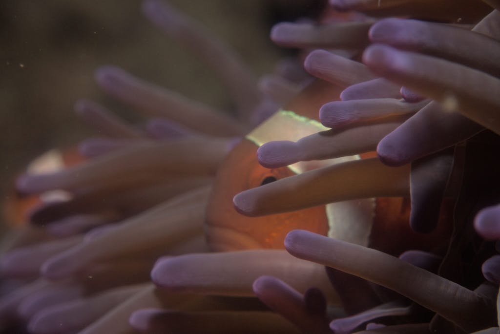 clownfish behind its anemone