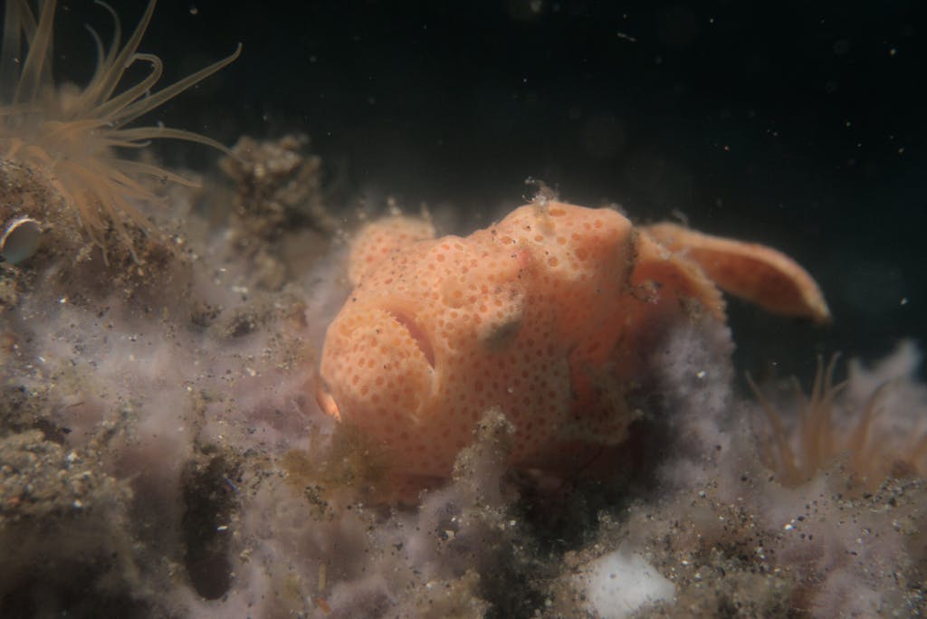 a close up of a frogfish
