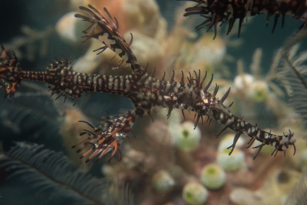 a close up of a ghost pipefish