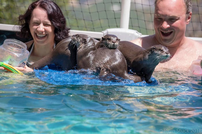 Where Can I Swim With Otters  