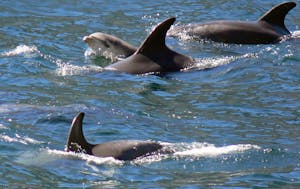 Adult females give birth to one baby dolphin every two to four years. In Fiordland, these births are seasonal, typically during summer and spring only.