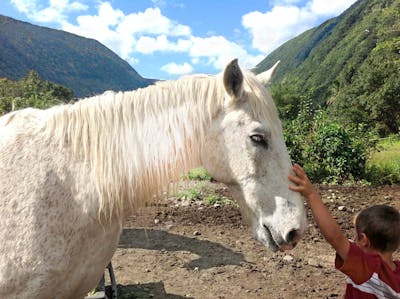 A kid pets a horse on one of our tours
