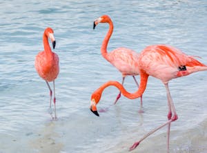 Cuban flamingos at De Palm Island