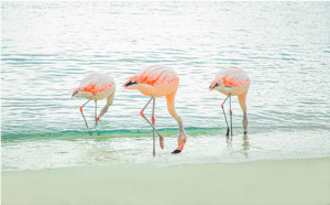 Chilean flamingos at De Palm Island