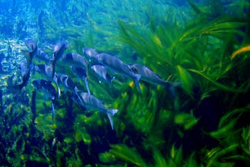 a group of fish in the water