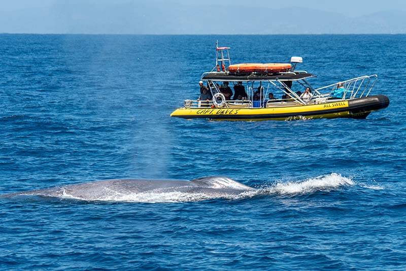 Whale Watching Season | The best ways to see whales