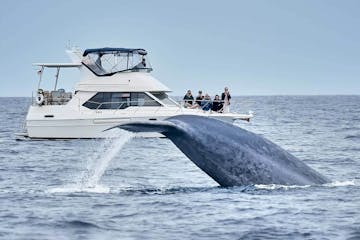 Blue whale lifts its tail flukes next motor yacht ORCA