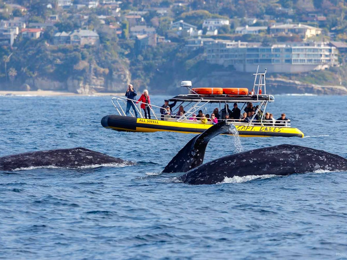 Three gray whales next to Zodiac Safari during California Whale Watching Tour