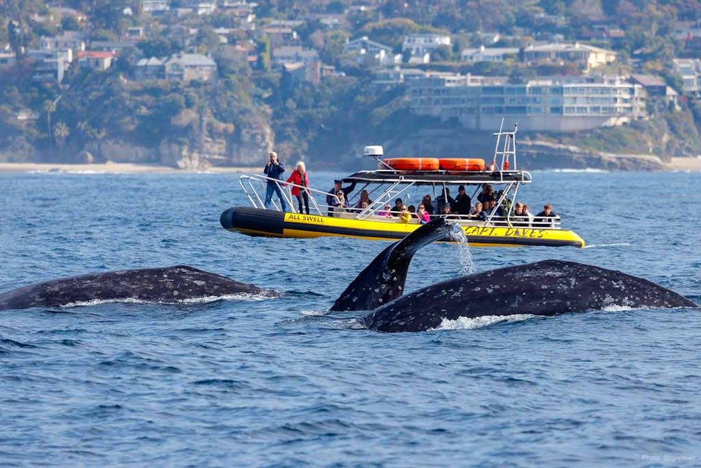 Three gray whales next to Zodiac Safari during California Whale Watching Tour