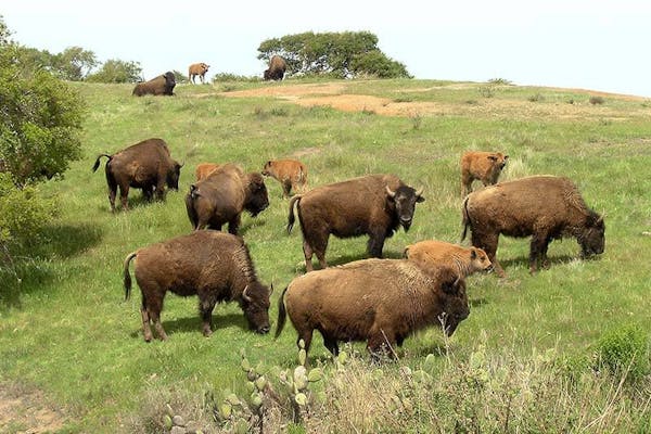 Herd of Bison on Catalina Island