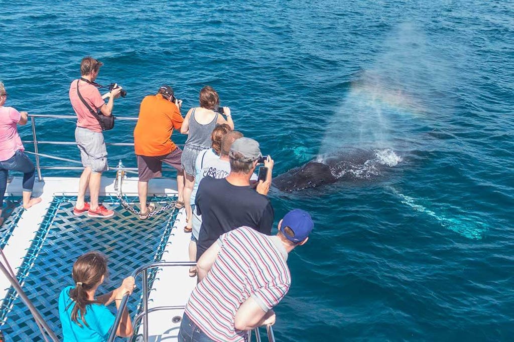 dana point dolphin and whale watching passengers
