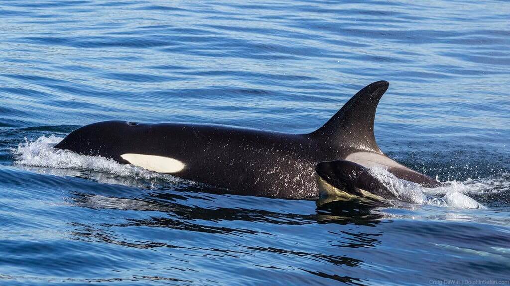 Killer Whale Mother and Calf copyright Dolphin Safari