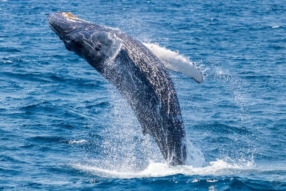Humpback whale leaps out of the water, copyright Dolphin Safari