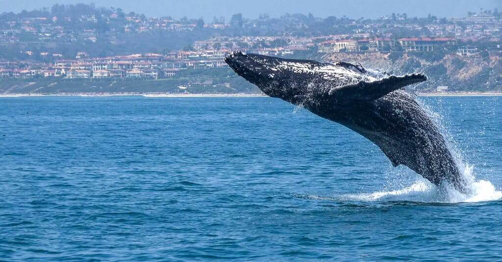 Humpback Whale Breaching Dana Point