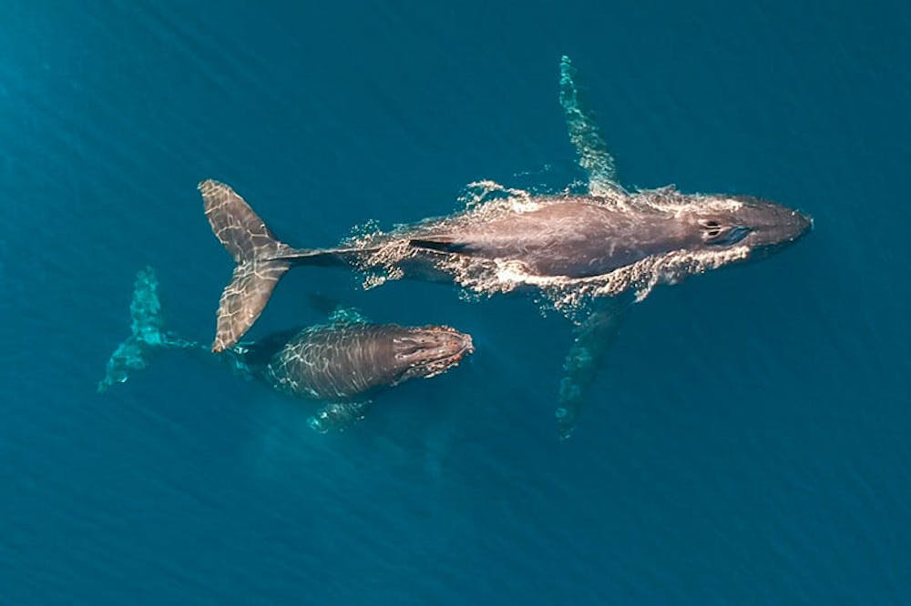 blue whale giving birth