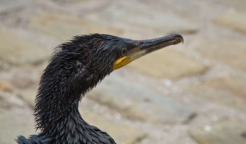 Cormorant covered in oil
