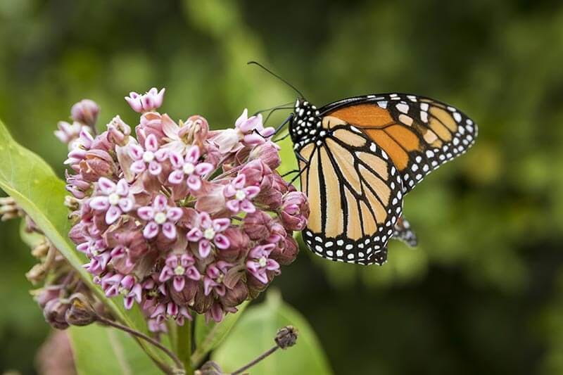 Monarch Butterfly Feeds on Milkweed