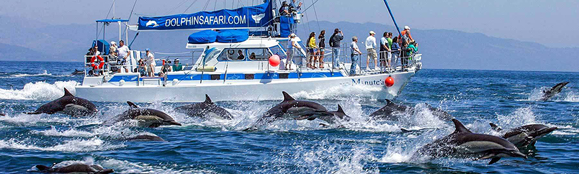 Dolphins leap from the water during a Dana Point harbor tour