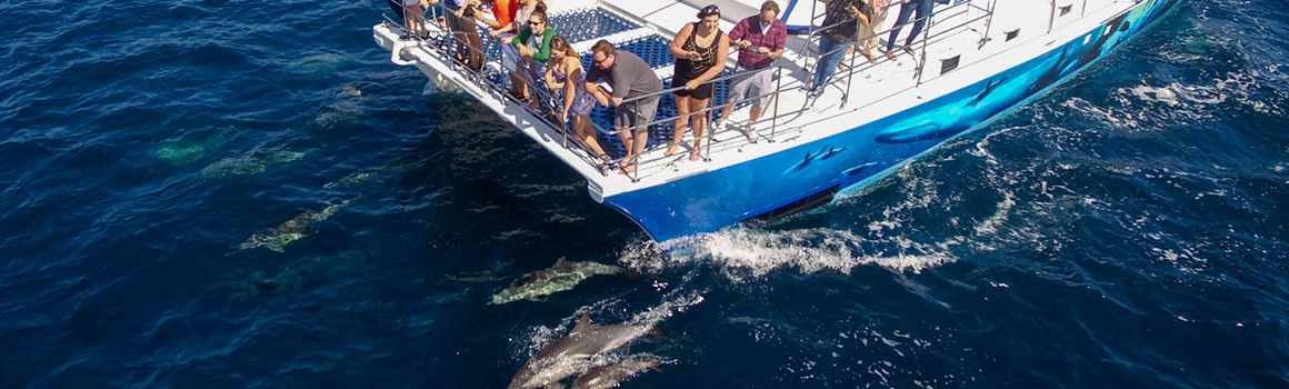 Whale Watching Season San Diego | Captain Dave's Whale Tours