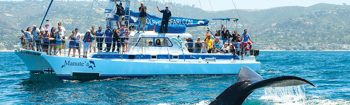 Los Angeles whale and dolphin tour