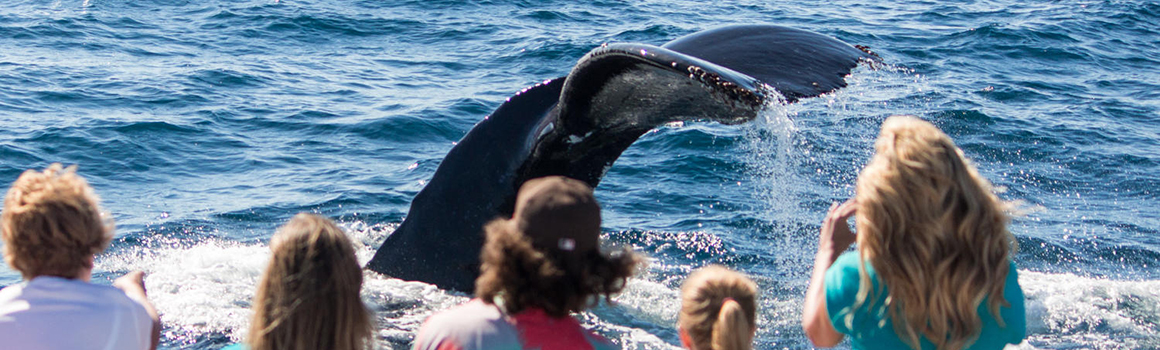 Whale watching in Huntington Beach, CA